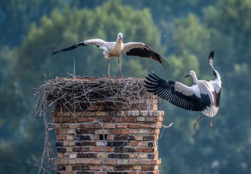 Professional Chimney Animal Removal Services in Coral Springs, Florida