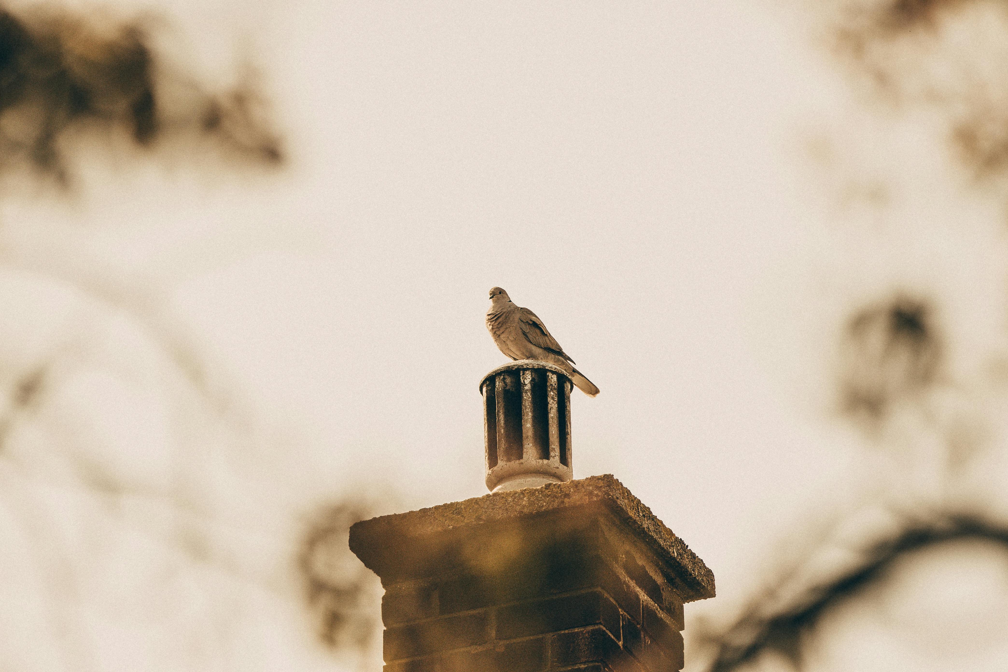Quality Chimney Caps and Dampers Installation in Coral Springs, FL Professional Chimney Cap and Damper In Coral Springs Florida
